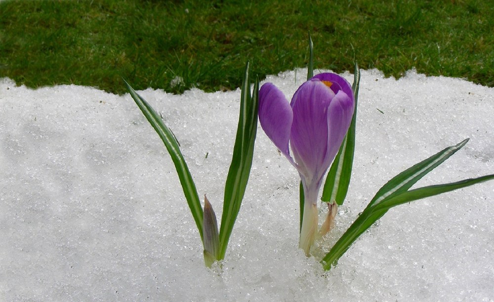 crocuses